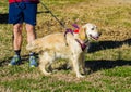 Dog Waiting for the Start of the Annual Roanoke Valley SPCA 5K Tail Chaser